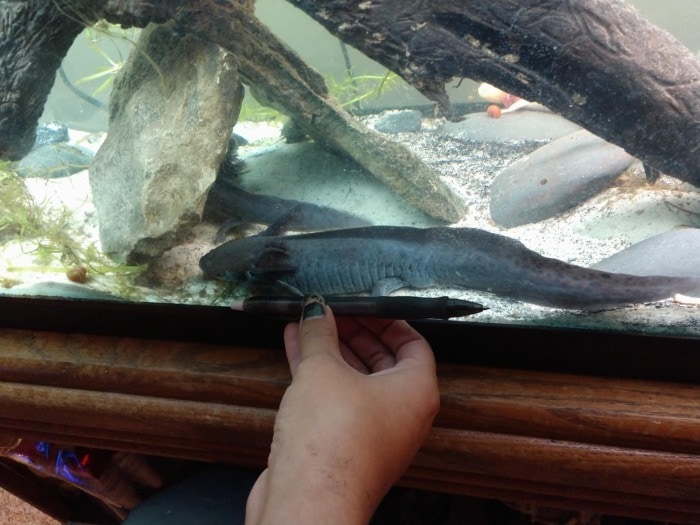 Pictured, fully grown axolotl