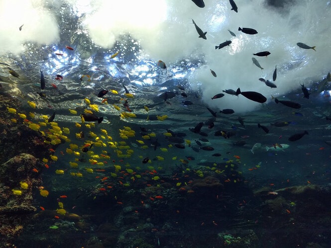 Pictured, multiple fish swimming in the large Aquarium of Georgia.