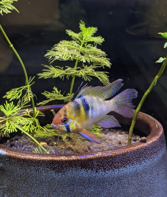 Pictured, german blue ram on pot