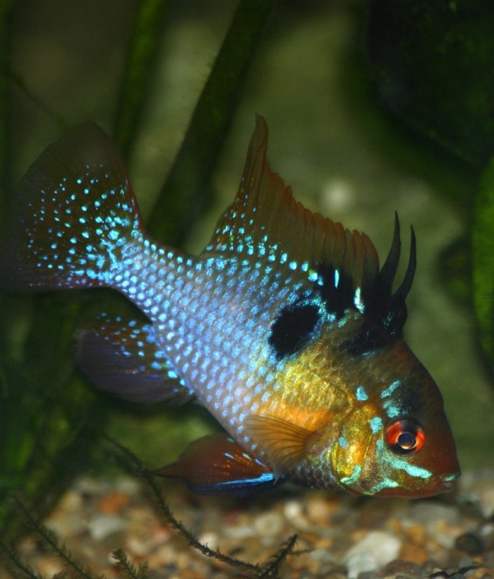 Pictured, german blue ram