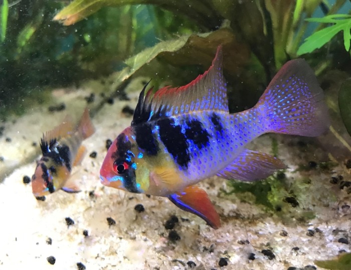 german blue ram
