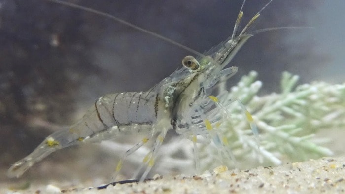 Pictured, ghost shrimp