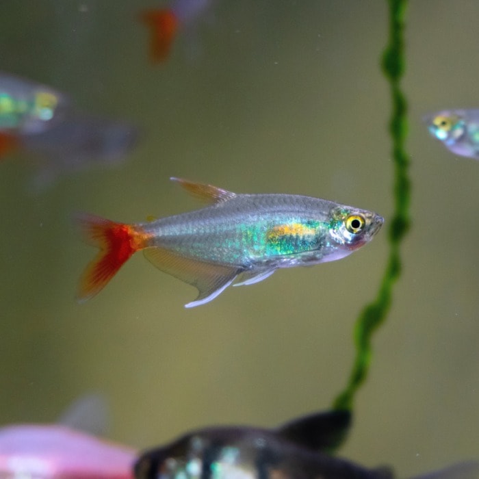 Pictured, glass bloodfin tetra