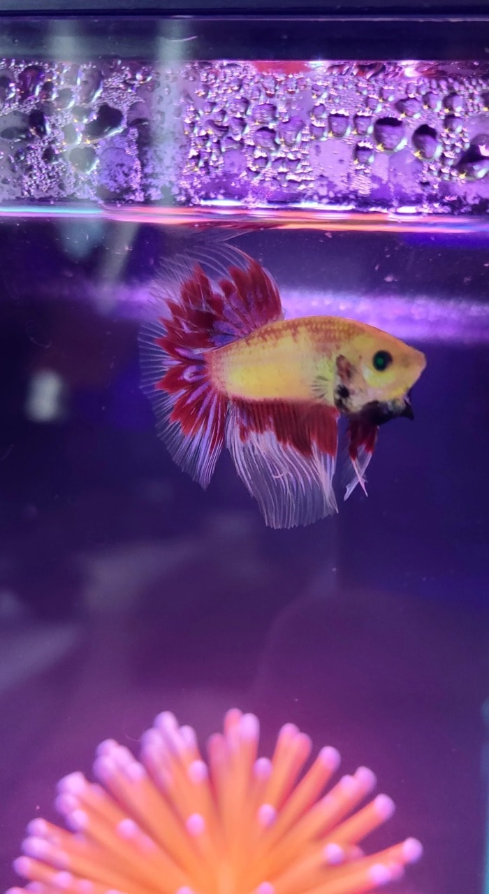 glofish betta near the surface of its fish tank