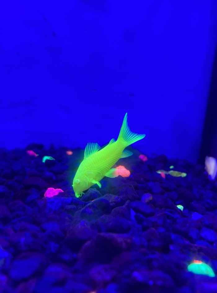 a bright green glofish corydoras