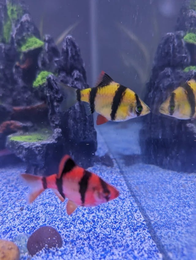 two glofish tiger barbs swimming near the aquarium's glass