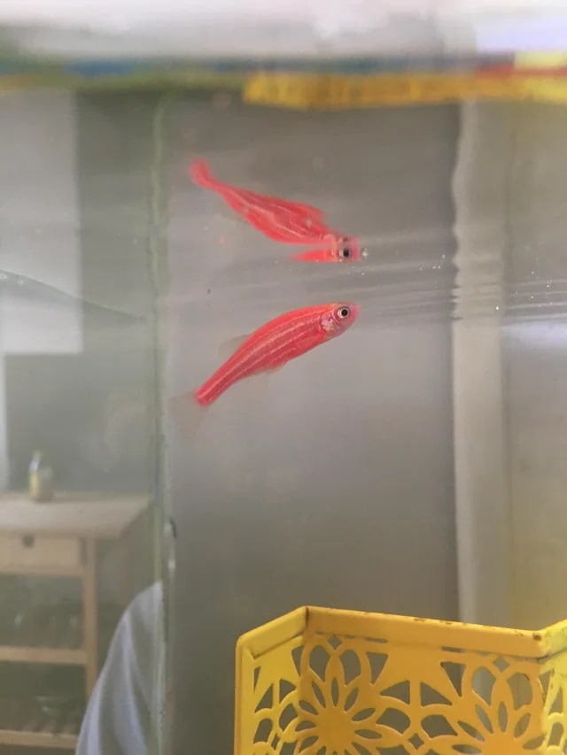 glofish zebra danio near the water surface