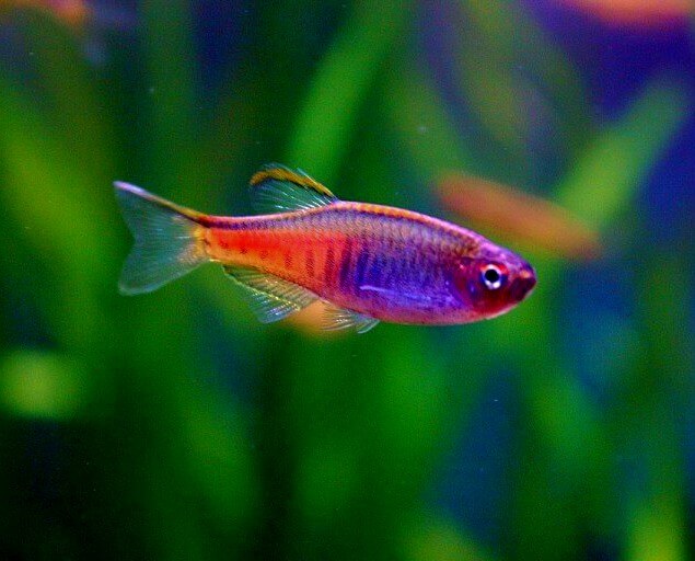 A Glowlight Danio with colorful body patterns