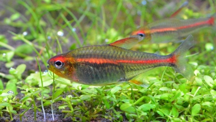 Pictured, glowlight tetra