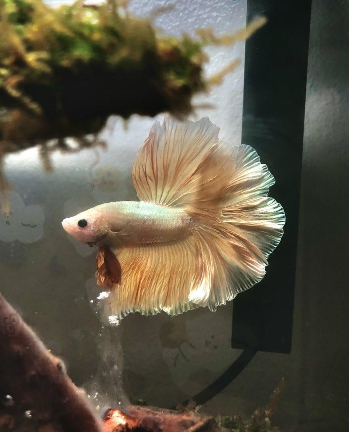 Gold betta dragon