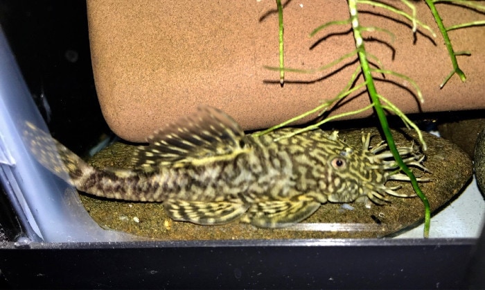 gold marble bristlenose pleco in the edge of the aquarium, near a massive rock