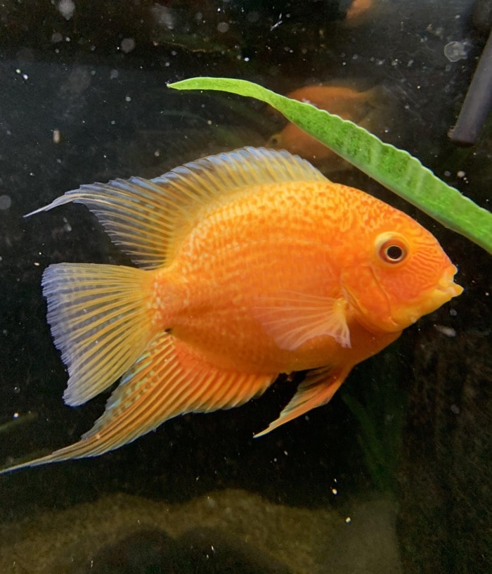 A gold severum swimming near a plant leaf