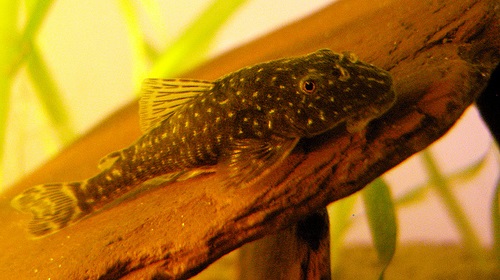 Gold Spot Dwarf Pleco on a piece of clay