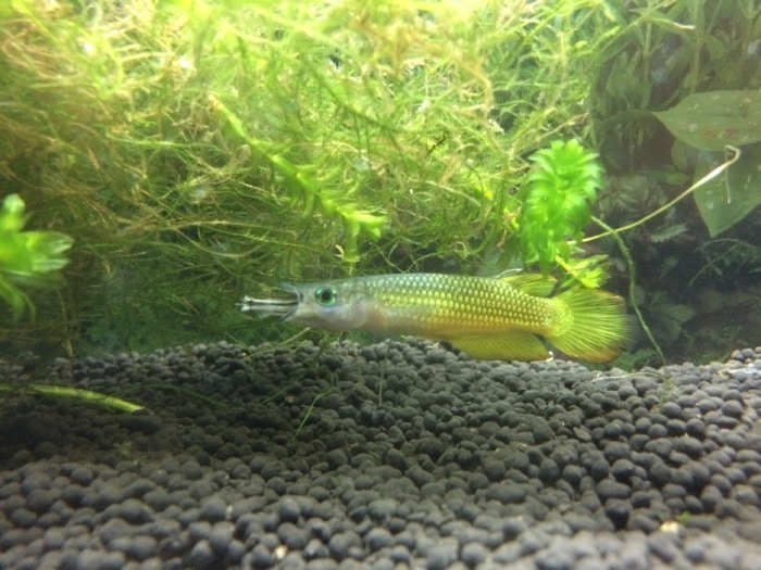 a golden wonder killifish swallowing a small fish whole