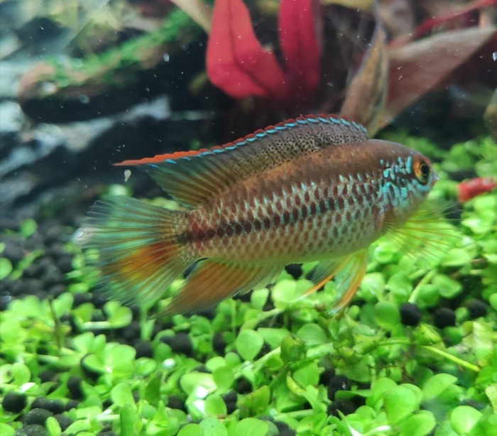 Pictured, goldeneye dwarf cichlid