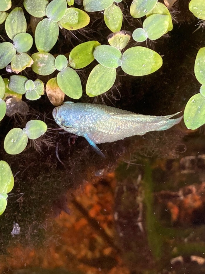 gourami gasping