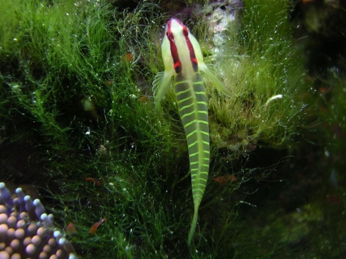 Top-view of a Green Banded Goby resting in a bush of green hair algae