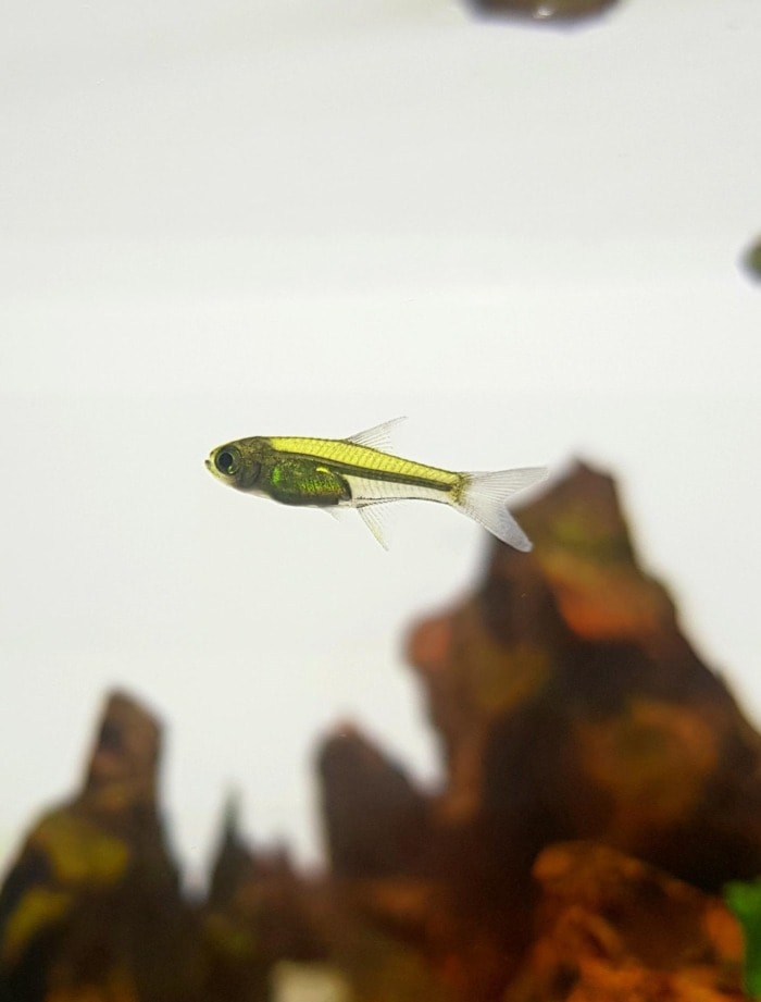 Pictured, green neon rasbora
