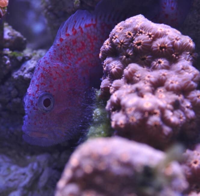 A Gumdrop Croucher hiding behind a coral