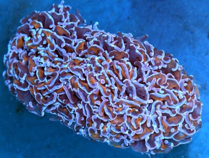 hammer coral