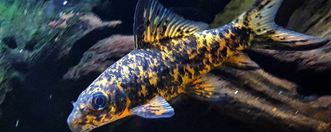 Harlequin shark on a stone