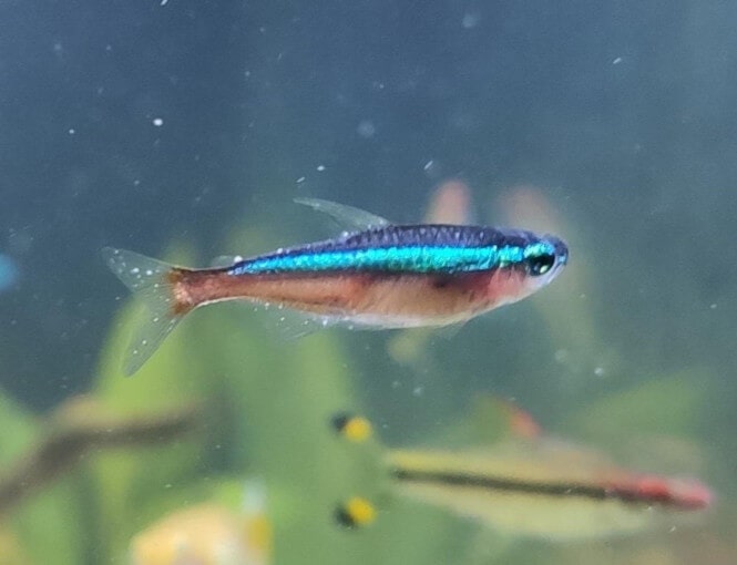 Pictured, cardinal tetra with ich