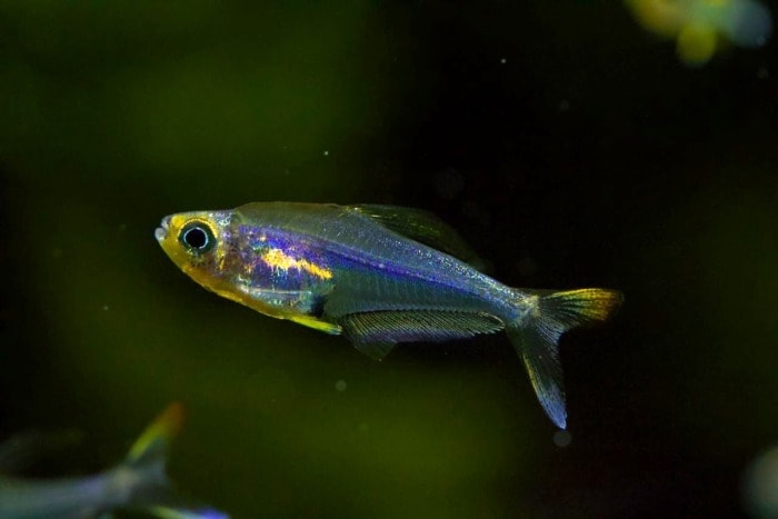 Pictured, hummingbird tetra