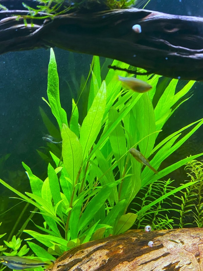 Pictured, hygrophila corymbosa