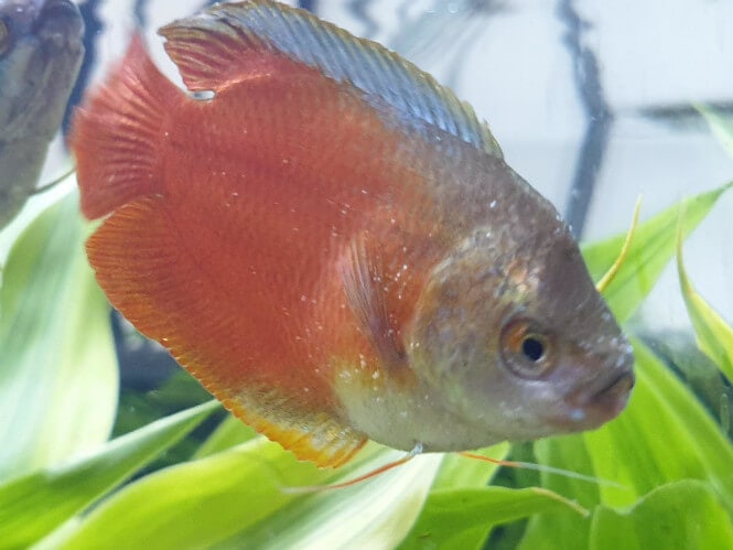 Pictured, gourami with white dots from ich