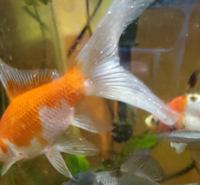 Pictured, ich on goldfish