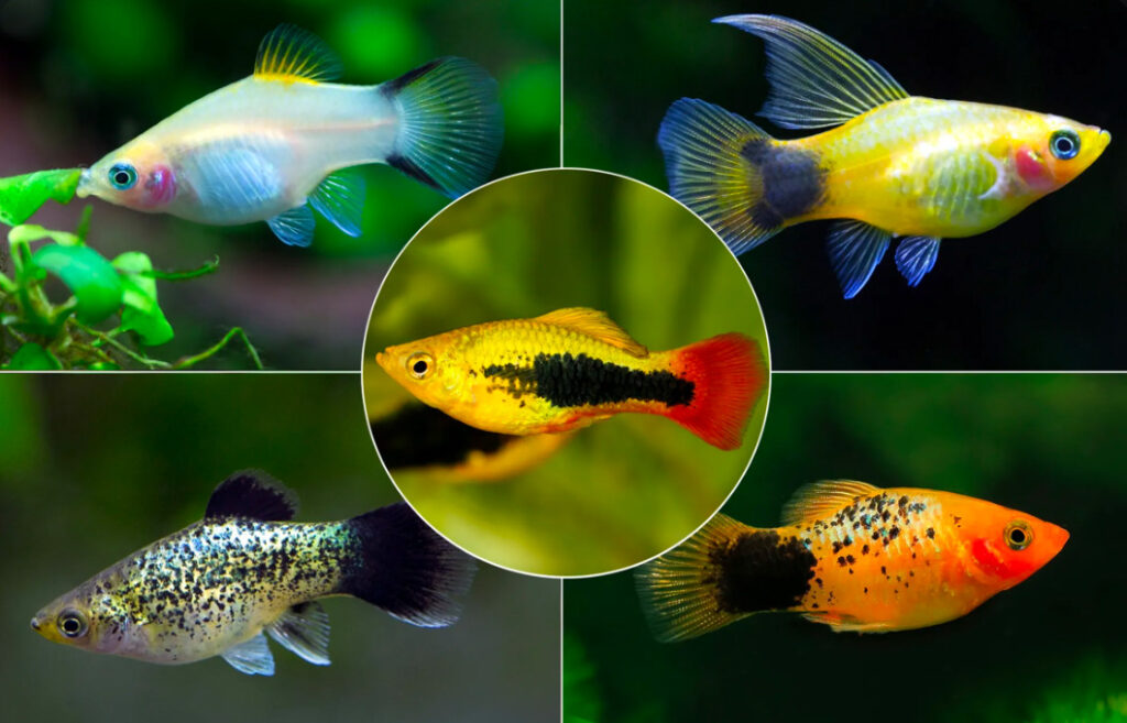 A collage of five different colorful platies.