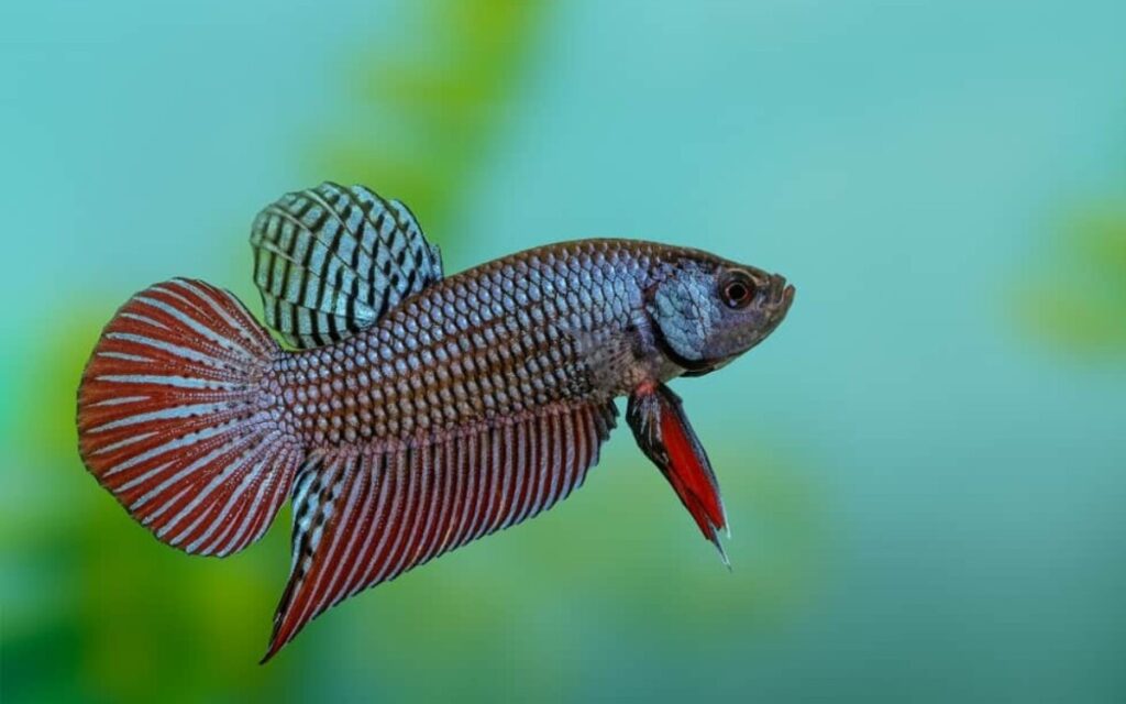 A wild betta close up with the background blurred shoeing its short fins.