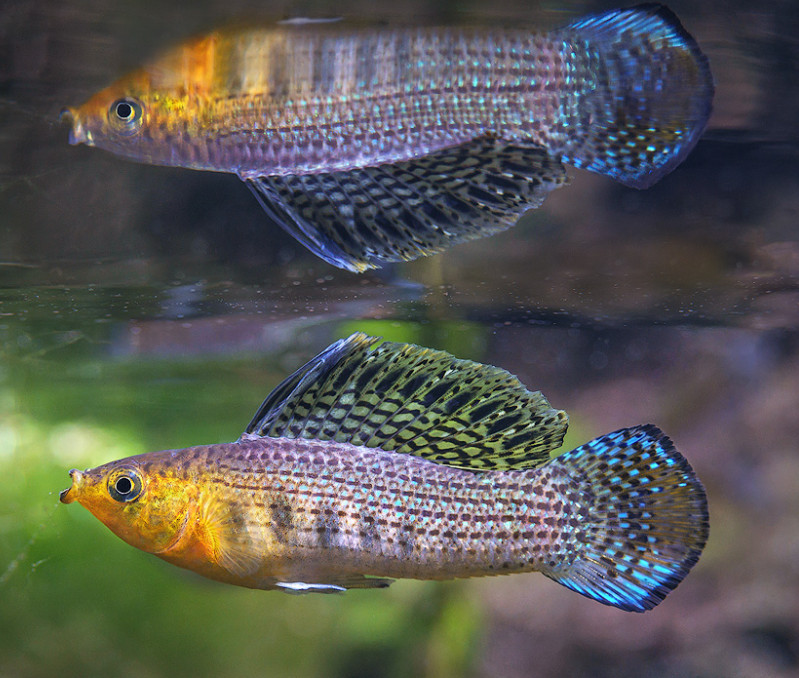 Sailfin Molly