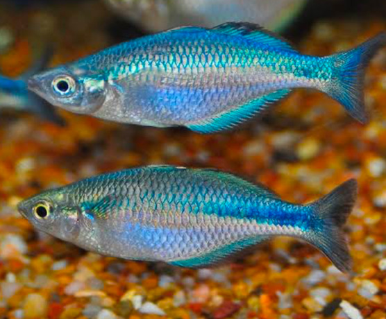 Turquoise Rainbowfish
