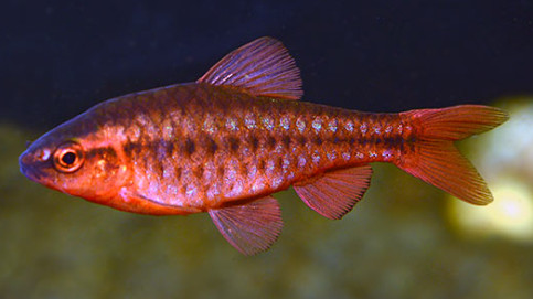 A Cherry Barb.