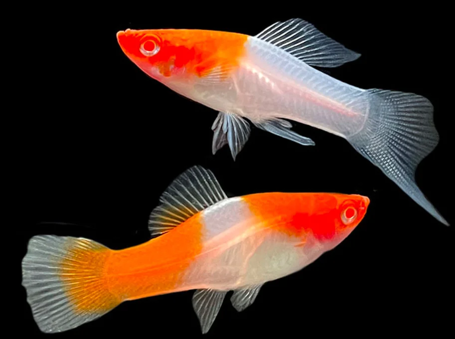 Male and female Kohaku fish