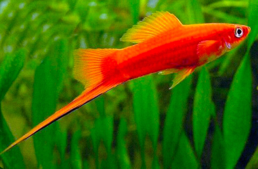 Red Swordtail fish.
