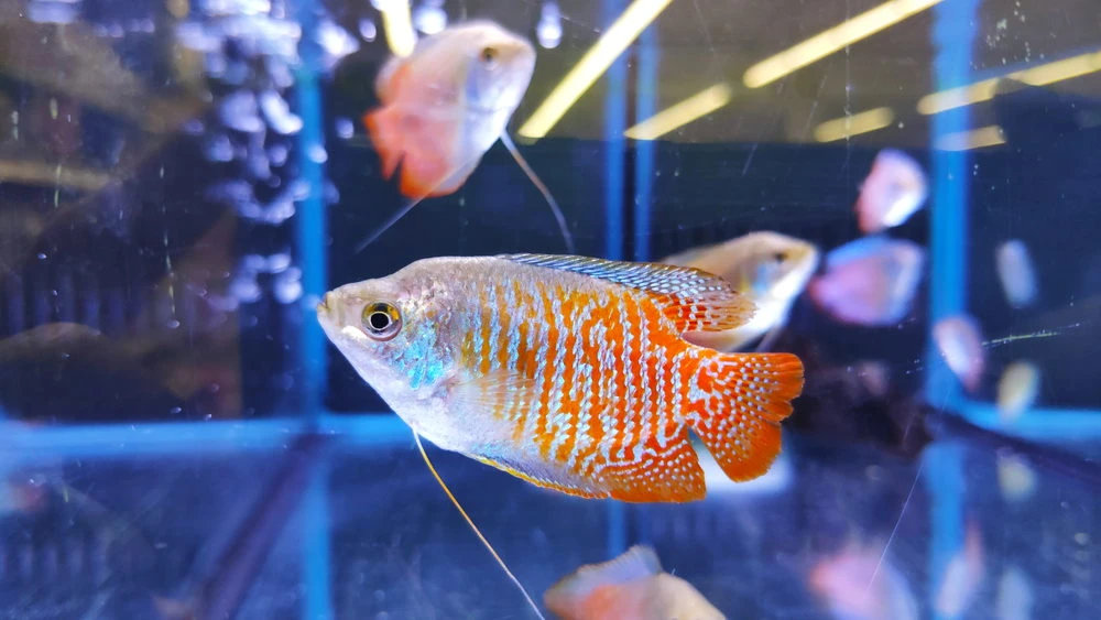 Behavior of Dwarf Gourami