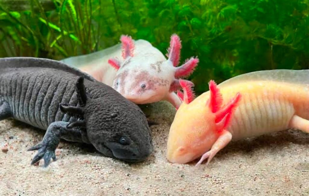 Group of various colored Axolotls shifting through the substrate of their tank.