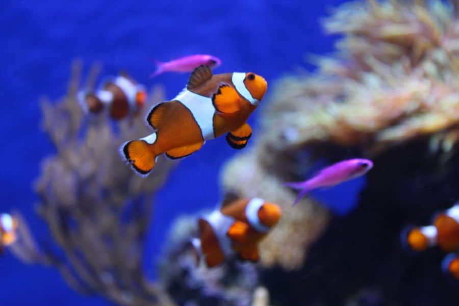 Clownfish with Orchid Dotty tankmates swimming happily