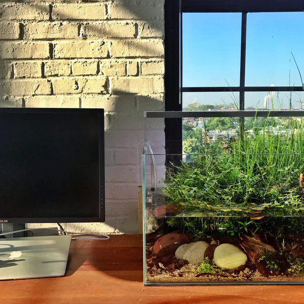 An aquarium on a desk next to a monitor in front of a window.