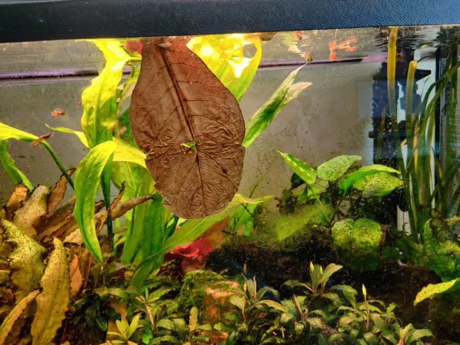 A heavily planted aquarium 
