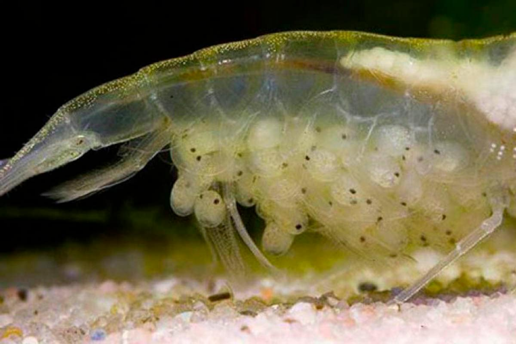 Pictured, healthy shrimp eggs on their mother