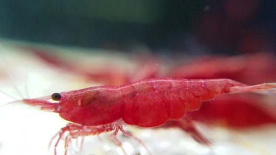 Pictured, happy Bloody Mary Shrimp in its aquarium
