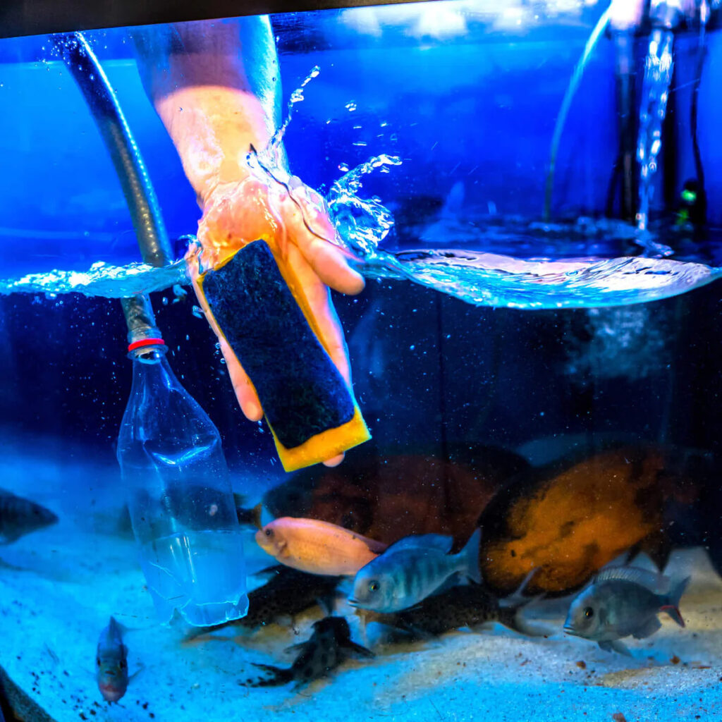 A fishkeeper using a dish sponge to scrub the inside of their tank while conducting a water change with the fish in the tank looking on at the activitities.