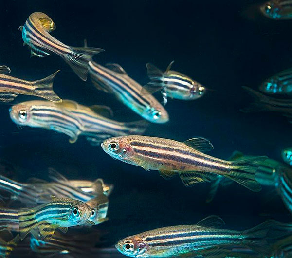 Zebra Danio breeding community