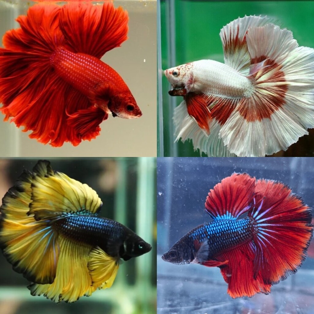 Collage of Vibrantly Colored Betta Halfmoons