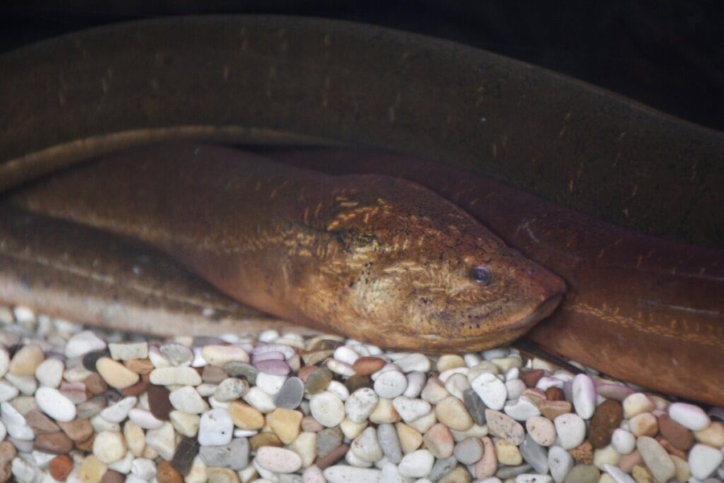 An Asian Swamp Eel resting at the bottom of its smooth rocky enclosure.
