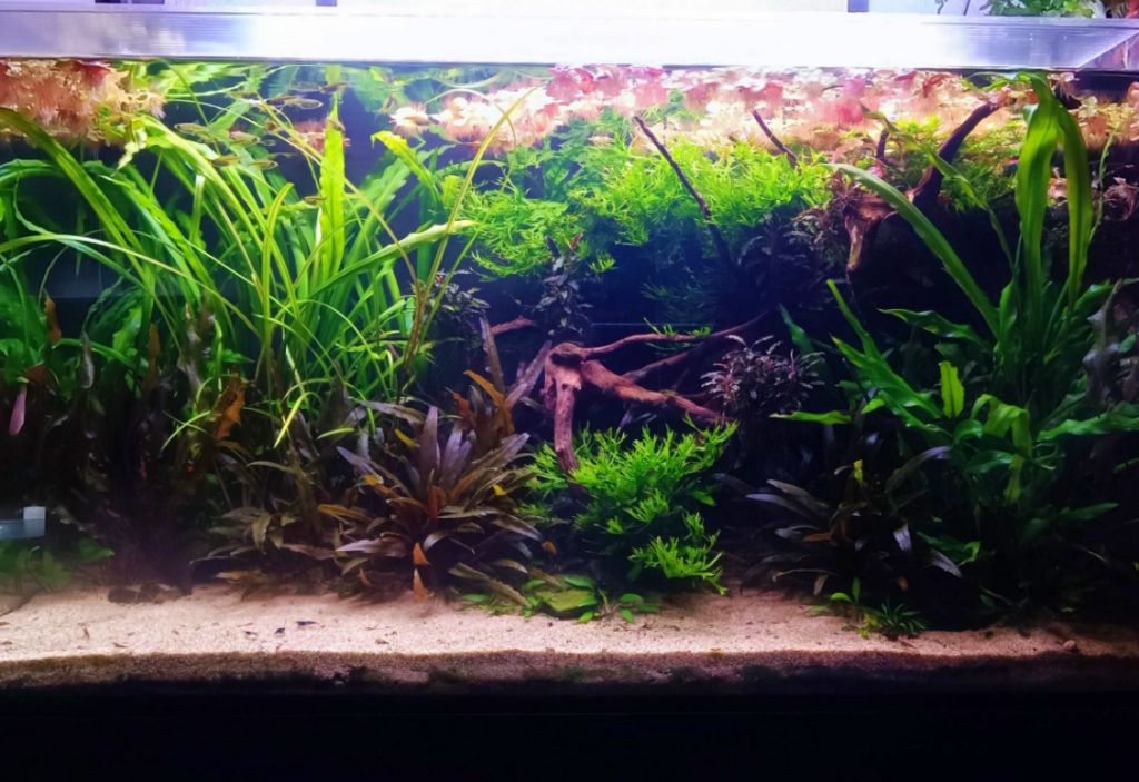 Pictured, Live Plants Thriving in Sandy Substrate