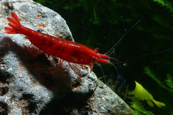 Pictured, Bloody Mary Shrimp on a rock in a planted tank